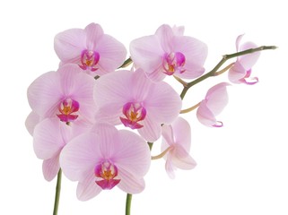 Plakat Pinkorchid phalaenopsis close up isolated