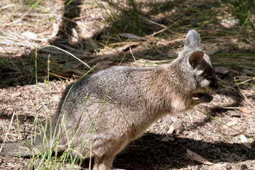 this is a side view of a tammar wallaby