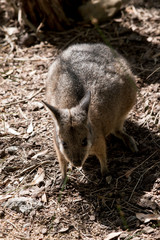 the tammar wallaby is looking for food