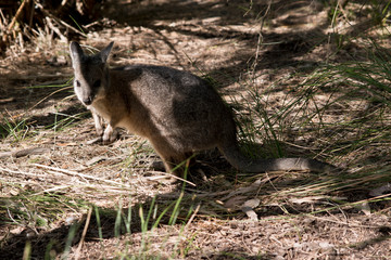 the tammar wallaby is alert to danger and ready to hop away