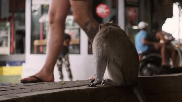 Little cute monkey sitting on sidewalk on busy city street looking at passing by people