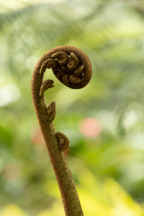 Obraz premium Fleurs