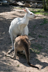 the albino western grey kangaroo is feeding her brown joey from her pouch