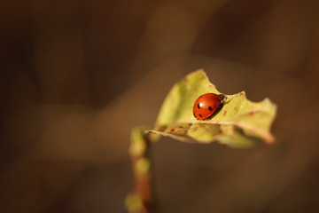Ladybug sitting on a sunny torn leaf