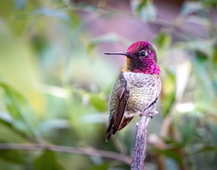 Fototapeta na wymiar Hummingbird at Arizona Sonora Desert Museum
