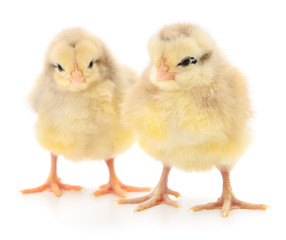 Two yellow chickens.