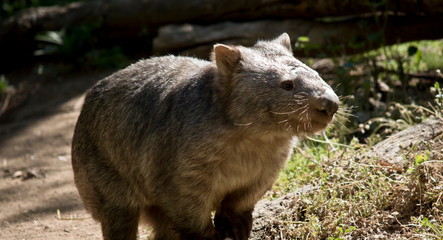 Fototapeta premium this is a close up of a comon wombat