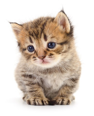 Obraz premium Kitten on white background.