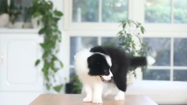 A border collie