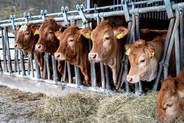 cows open stabling