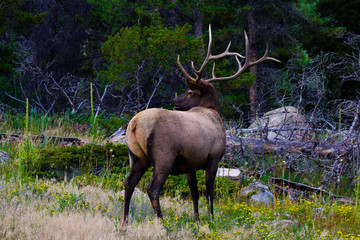 Male Elk walking through the forest.