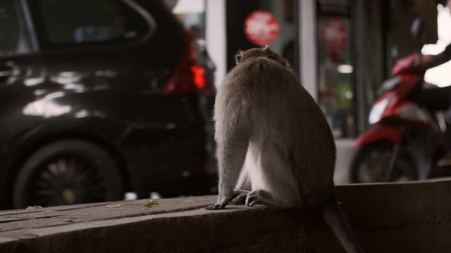 Beautiful little monkey looking around on sidewalk on busy city street. Wildlife and the city