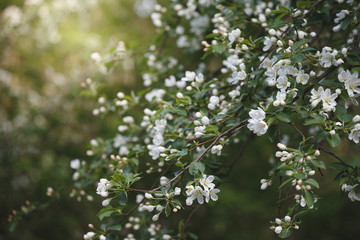 Branches of a blooming apple tree in the park. White flowers on the branches of an blossoming apple tree. The concept of spring. Selective focus