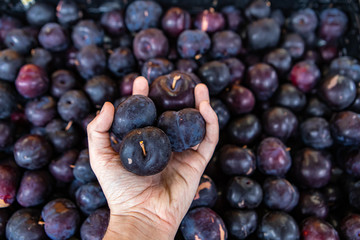 Man's hand holding four plump plums at the local fruit market. Bright yellow and orange color. Many other plums in the blurred background.