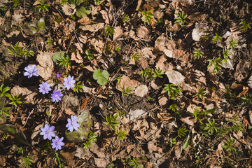 Beautiful spring snowdrops blooming with purple crocuses against the background of last year's foliage. The beginning of spring. Selective focus