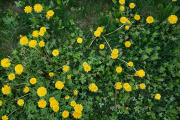 Top view of the sea of yellow dandelions. The symbol of spring. Amazing meadow with wildflowers. Beautiful rural landscape