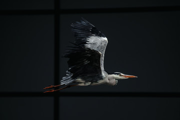 Detail shot of a heron flying