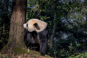 Obraz premium Curious Panda Bear 