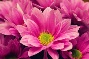 Macro close up view of a purple dahlia flower petals  