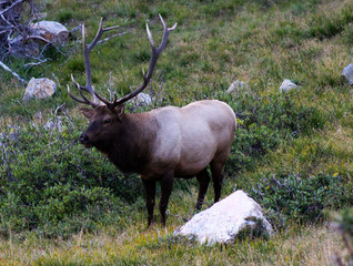 Elk