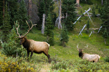 Elk