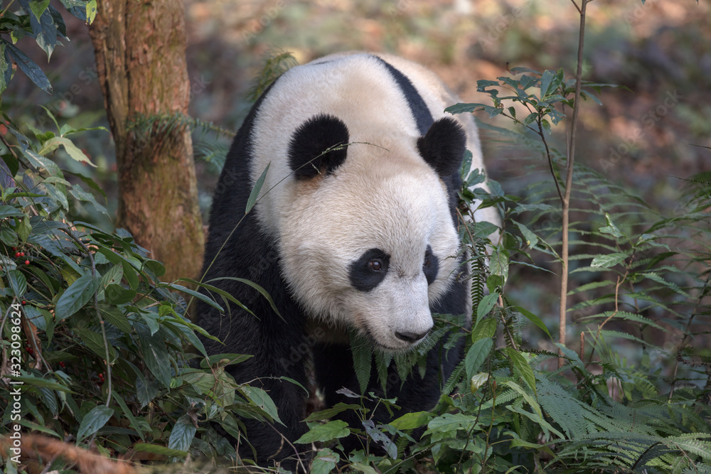 Wall mural front view of panda bear 