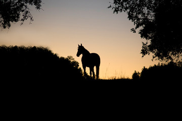 Fototapeta na wymiar pferd silhouette im sonnenuntergang