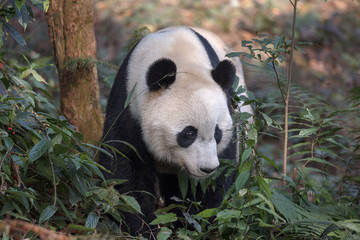 Fototapeta premium Front View of Panda Bear 