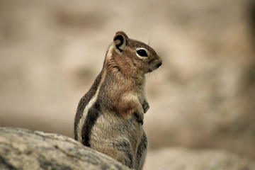 Chipmunk