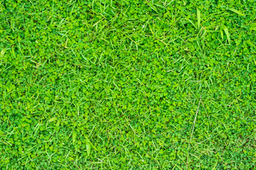 Fototapeta premium Green grass texture background