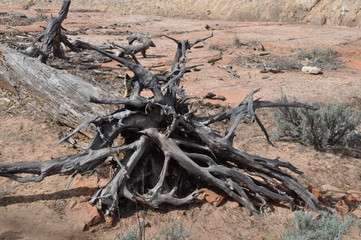 Weathered Desert Tree Stump with Roots in the Desert