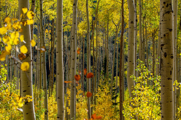 Aspen