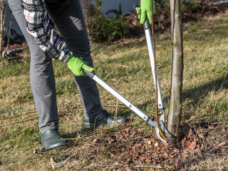 Fruit tree pruning