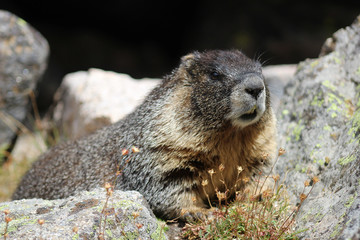 Groundhog