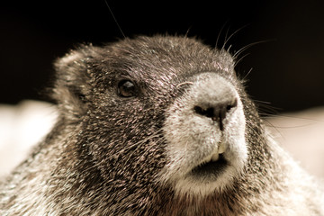 Groundhog