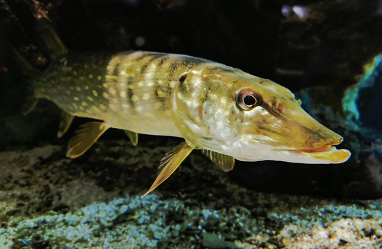 Monster Freshwater 50 inch Northern Pike - Esox Lucius, wildlife animal, predator.