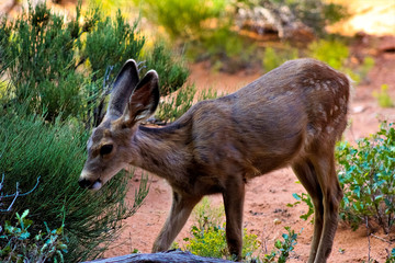 Fawn