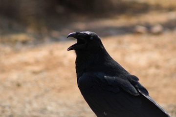 Crow