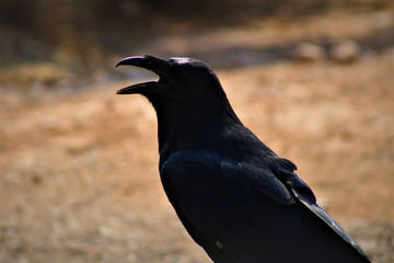 Crow