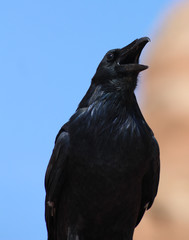 Crow