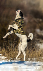 Jumping dog, funny meme photo of a basenji in a vest in winter