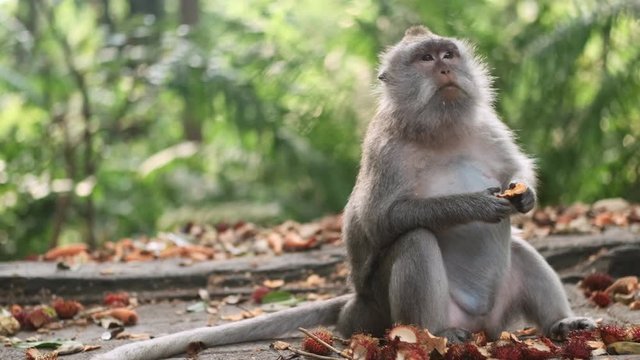 Tracking shot of adorable wild monkey eating tropical fruits in tropical monkey forest. Bali island