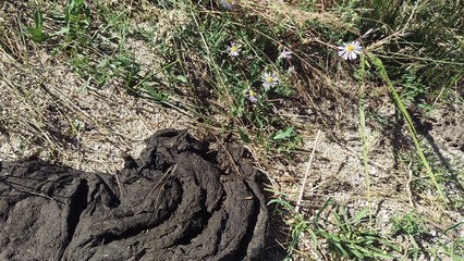 Wild Flowers and a Cow Patty in Nature