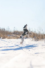 Basenji dog in the snow performs a jump command, photo is in the air
