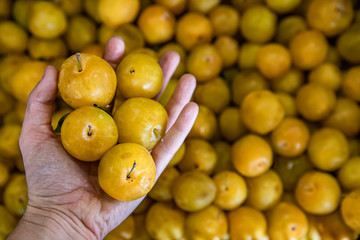 Man's hand holding a handful of yellow plum picked from a container at the local fruit market. Bright yellow and orange color. Blurry background.