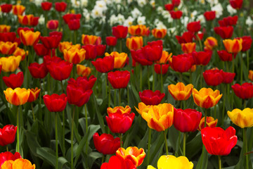 A lot of bright red and orange tulips blooms in the spring in the garden. Many flowers, background