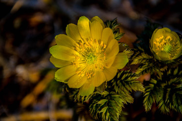 春咲き花自然光スポット気味