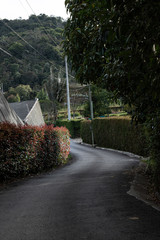 CAMINO CON ARBOLES