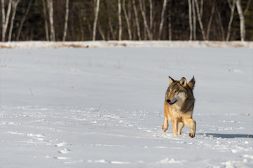 Grey Wolf (Canis lupus) Steps Paw Up in Field Looking Left Winter