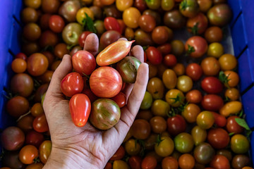 Hand holding up three a handful of cherry tomatoes from a cardboard box. Other tomatoes in the blurred background. Local food market sale.